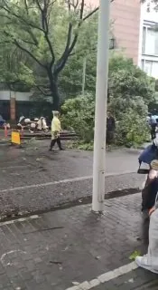 8月9 杭州萧山 希望被砸的小哥人没事...！ 台风 #树倒 #砸人  #倒霉