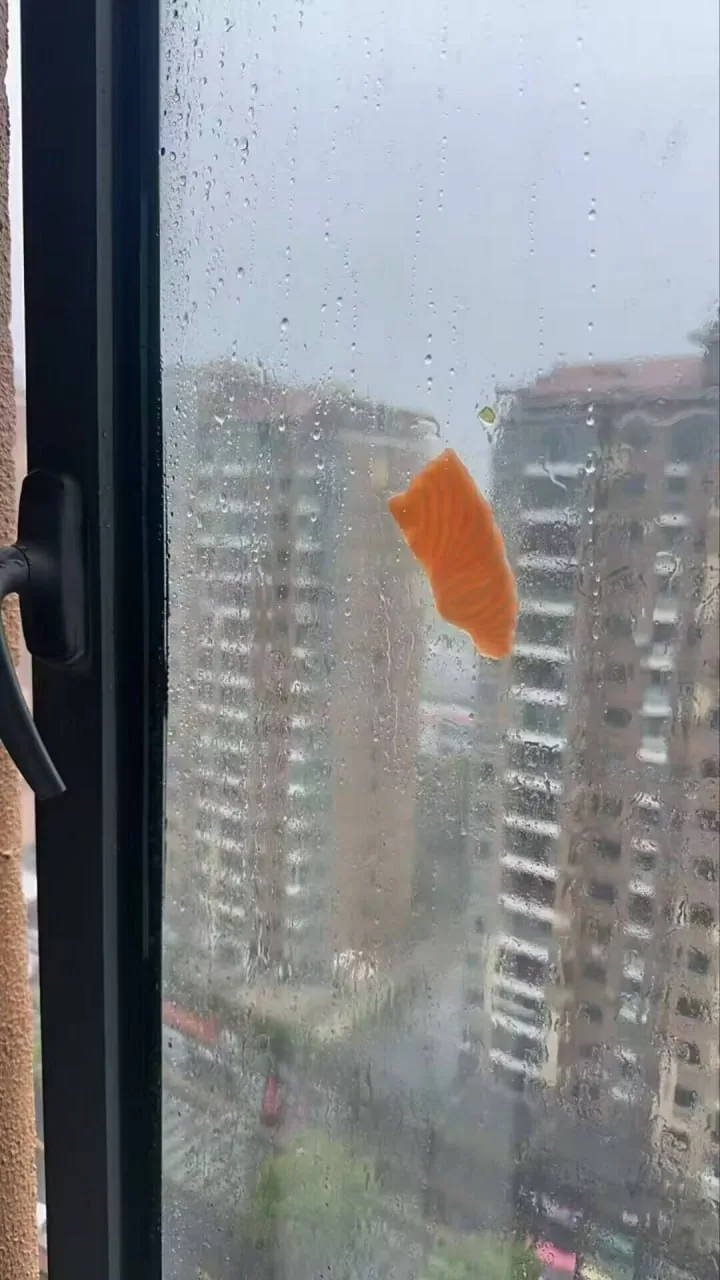 #台风 #恶劣天气 三文鱼 🍣 图片 2