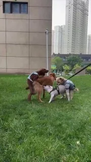 看来狗狗的主人也很变态上啊 #狗子 #群交