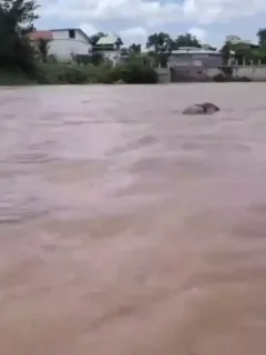 #群友投稿 🇰🇭干拉省湄公河中发现一具男性浮尸～